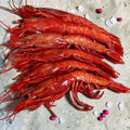 Carabineros
