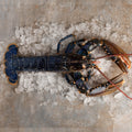 Homard Bleu