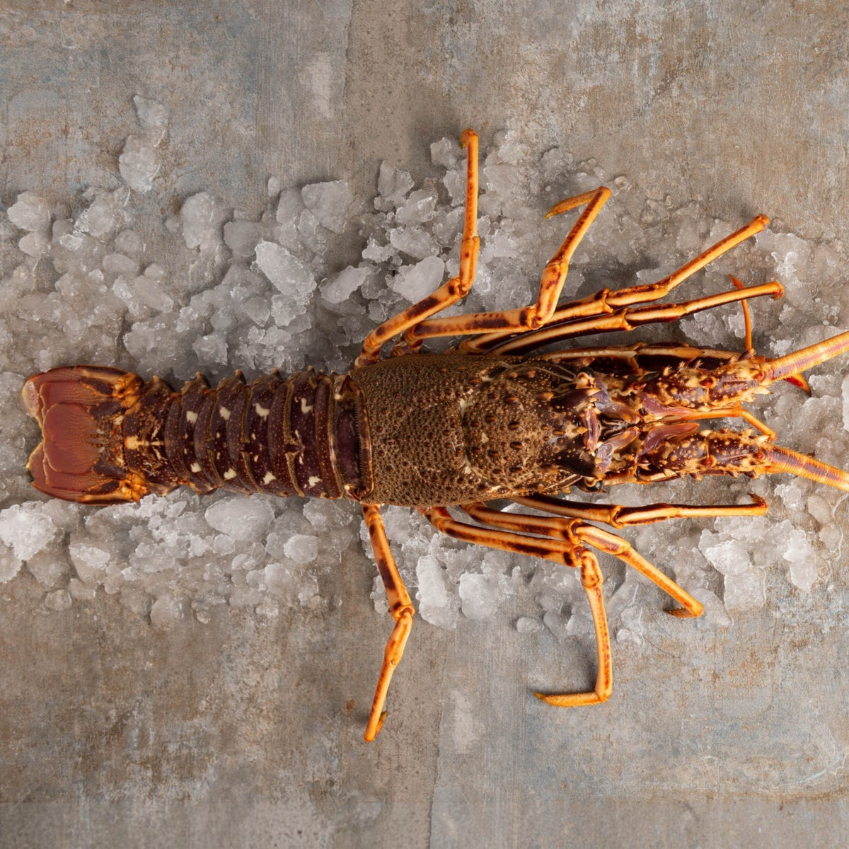 Langouste rouge