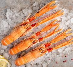 LANGOUSTINE